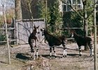 2003032232 blijdorp okapi